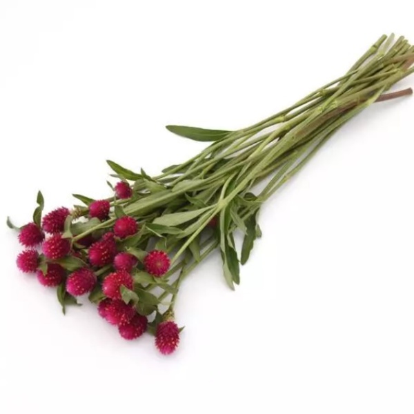 Gomphrena haageana QIS Series Carmine 20 semien